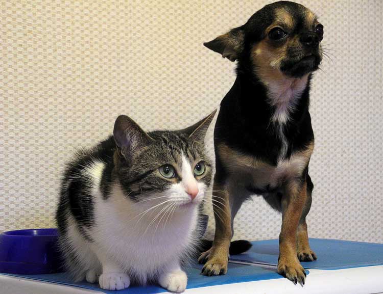cat-and-dog2